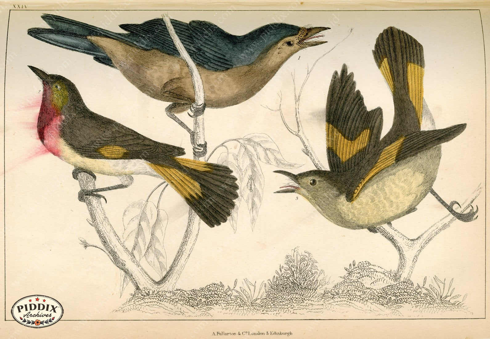 Pdxc10443 -- New For June Color Illustration