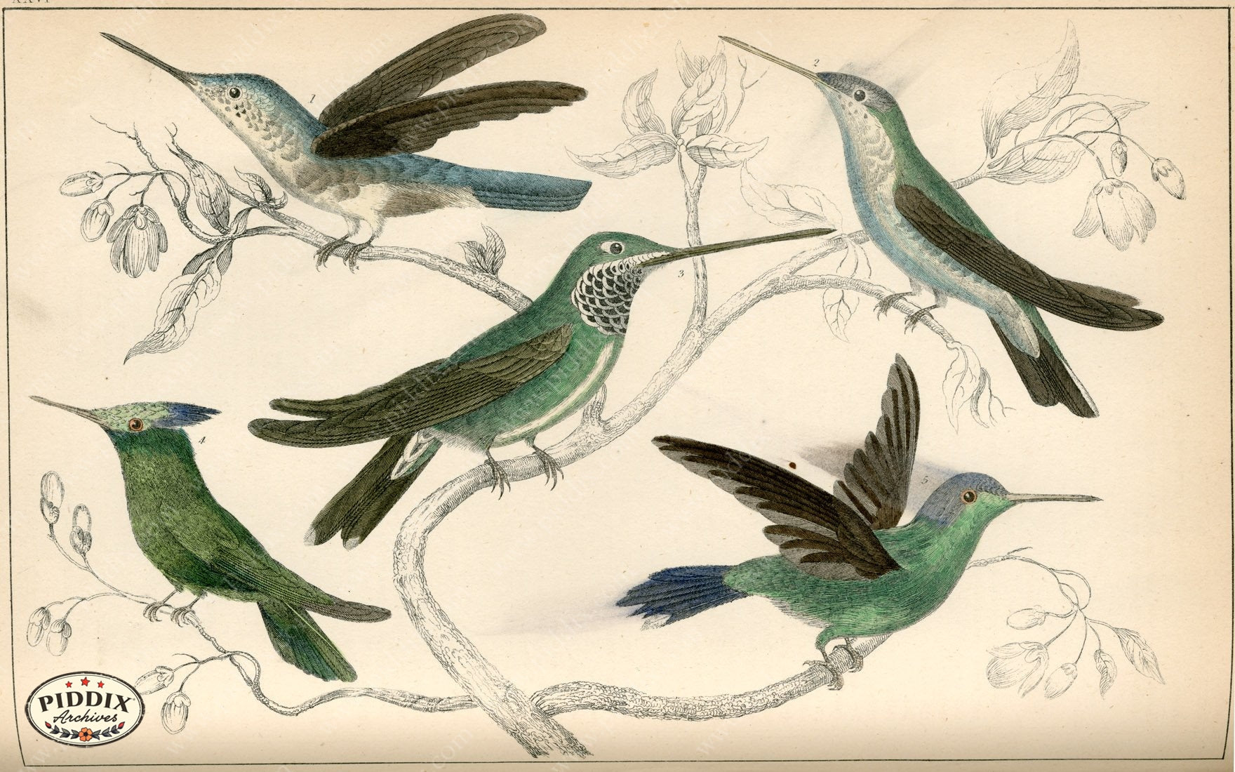 Pdxc10444 -- New For June Color Illustration