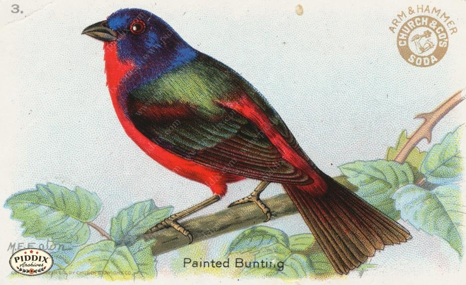 Pdxc10982 -- New For June Color Illustration