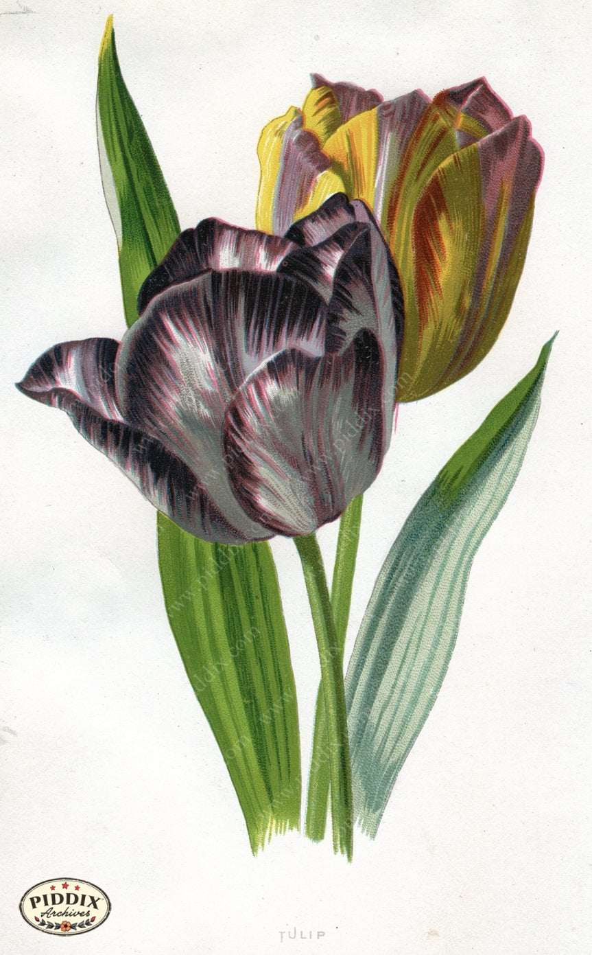 Pdxc11584 -- New For June Color Illustration