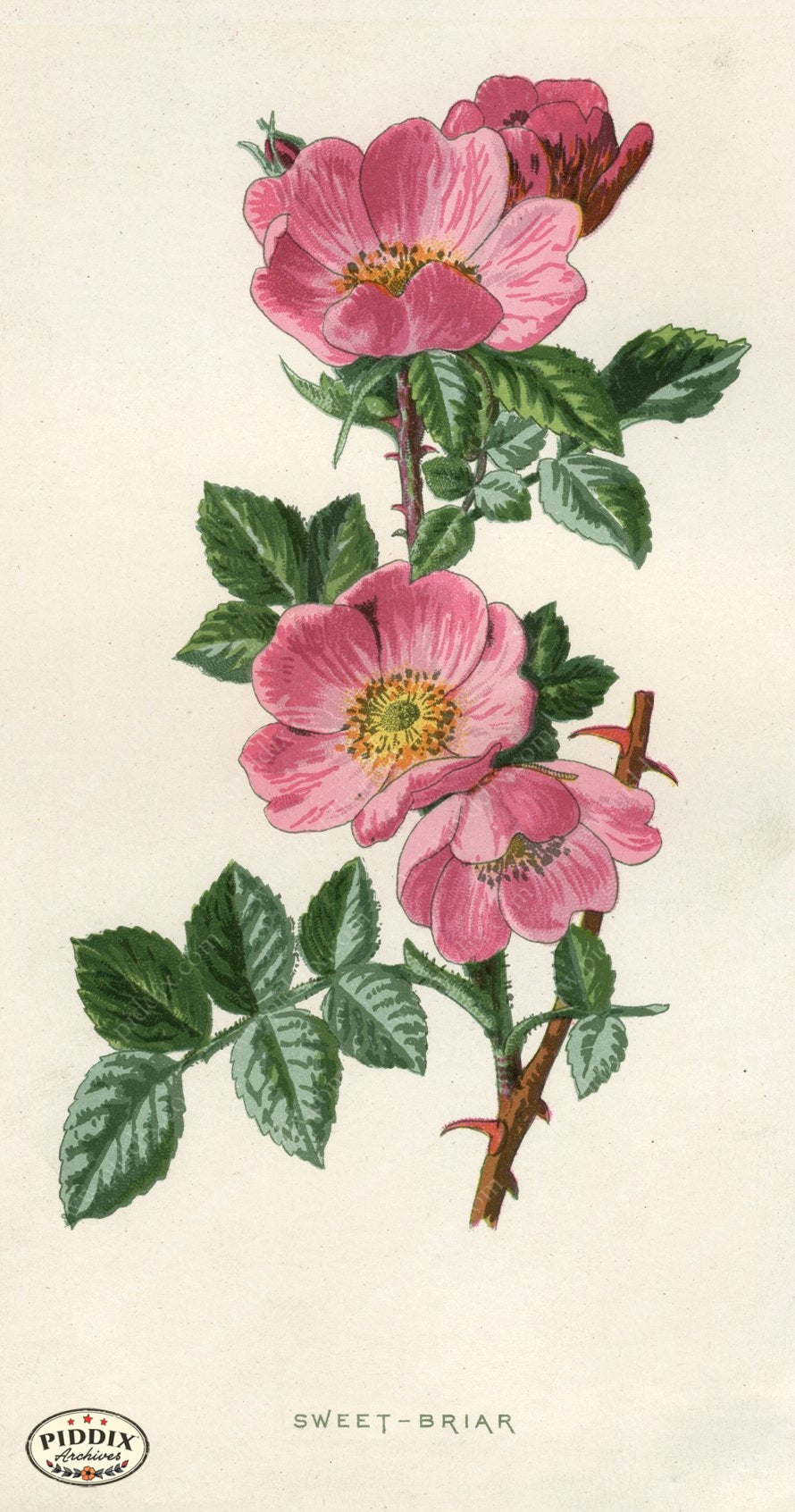 Pdxc11603 -- New For June Color Illustration