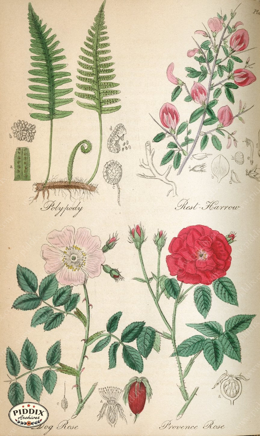 Pdxc12047 -- New For June Color Illustration