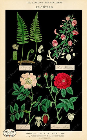 Pdxc12047B -- Original Flower Collages Collage