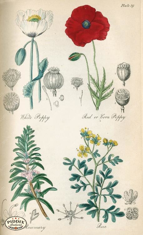 Pdxc12049 -- New For June Color Illustration