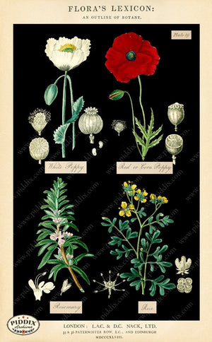 Pdxc12049B -- Original Flower Collages Collage