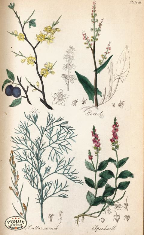 Pdxc12054 -- New For June Color Illustration