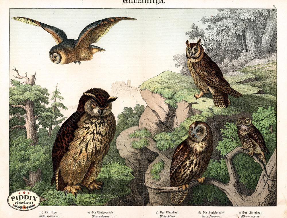 Pdxc12776 -- New For June Color Illustration