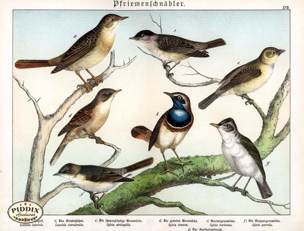 Pdxc12785 -- New For June Color Illustration