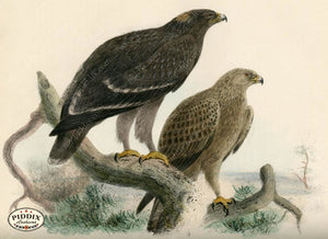 Pdxc1356 -- Birds Color Illustration