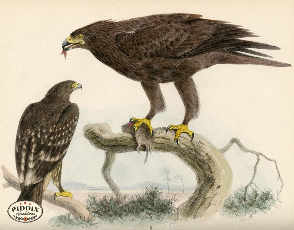 Pdxc1357 -- Birds Color Illustration
