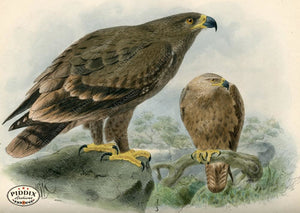 Pdxc1358 -- Birds Color Illustration