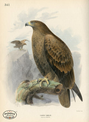 Pdxc1359 -- Birds Color Illustration