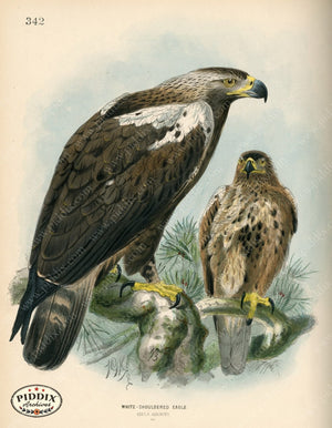 Pdxc1360 -- Birds Color Illustration