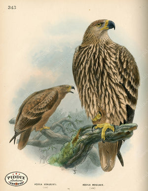 Pdxc1361 -- Birds Color Illustration