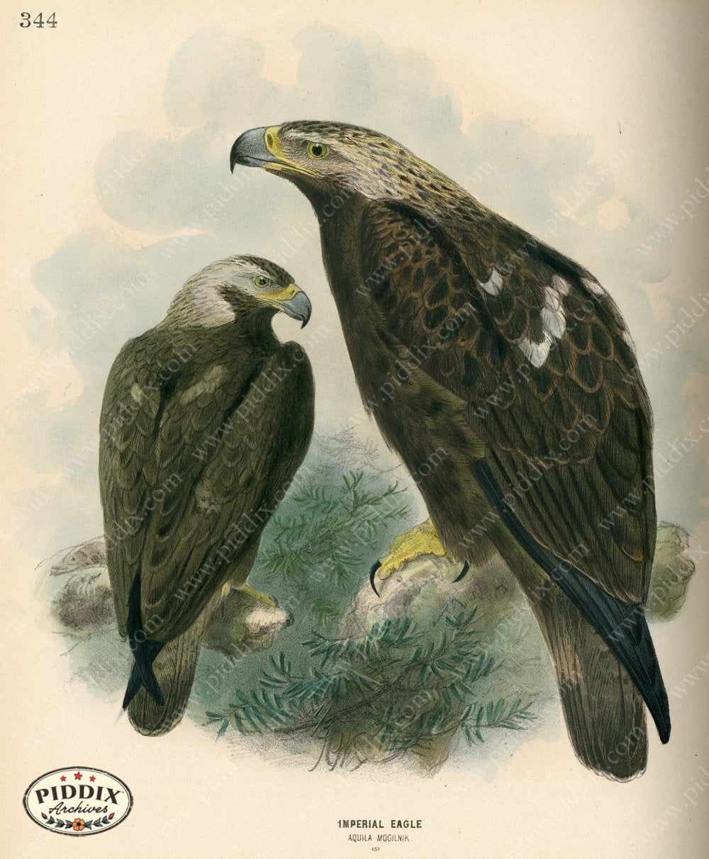 Pdxc1362 -- Birds Color Illustration