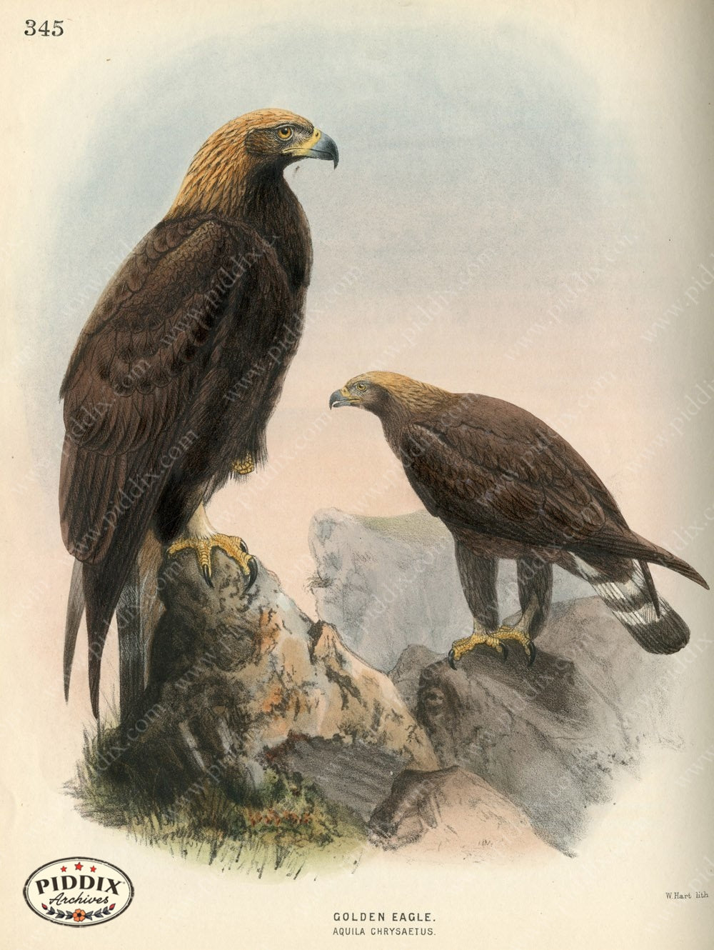 Pdxc1363 -- Birds Color Illustration