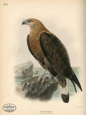 Pdxc1364 -- Birds Color Illustration