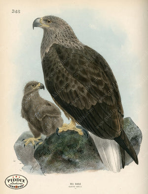 Pdxc1366 -- Birds Color Illustration