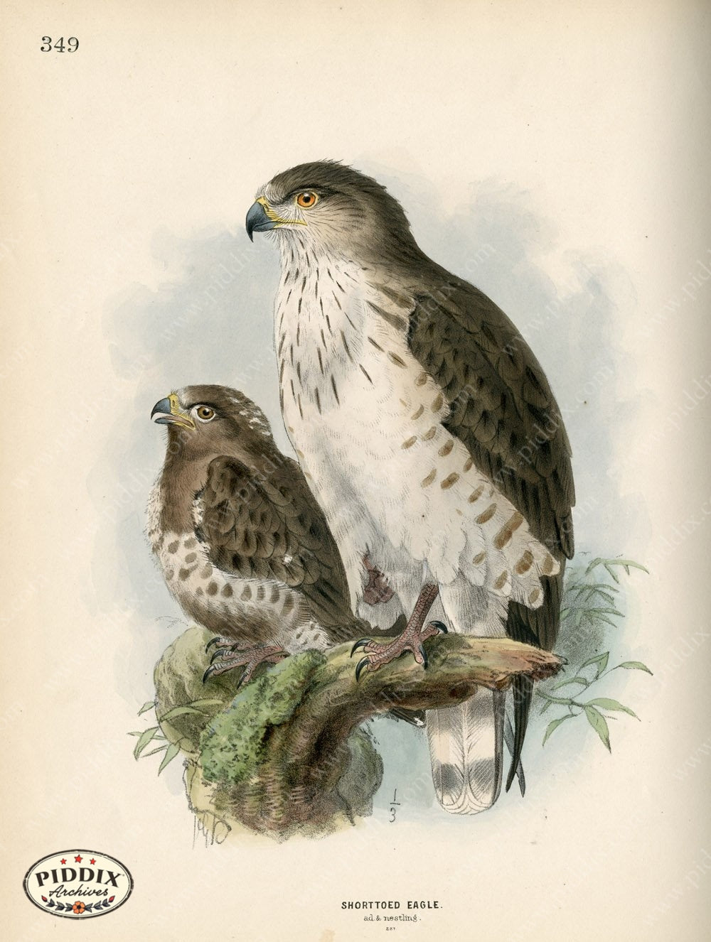Pdxc1367 -- Birds Color Illustration