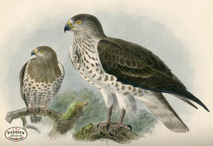 Pdxc1368 -- Birds Color Illustration