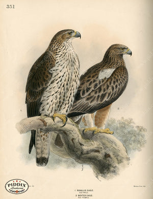 Pdxc1369 -- Birds Color Illustration