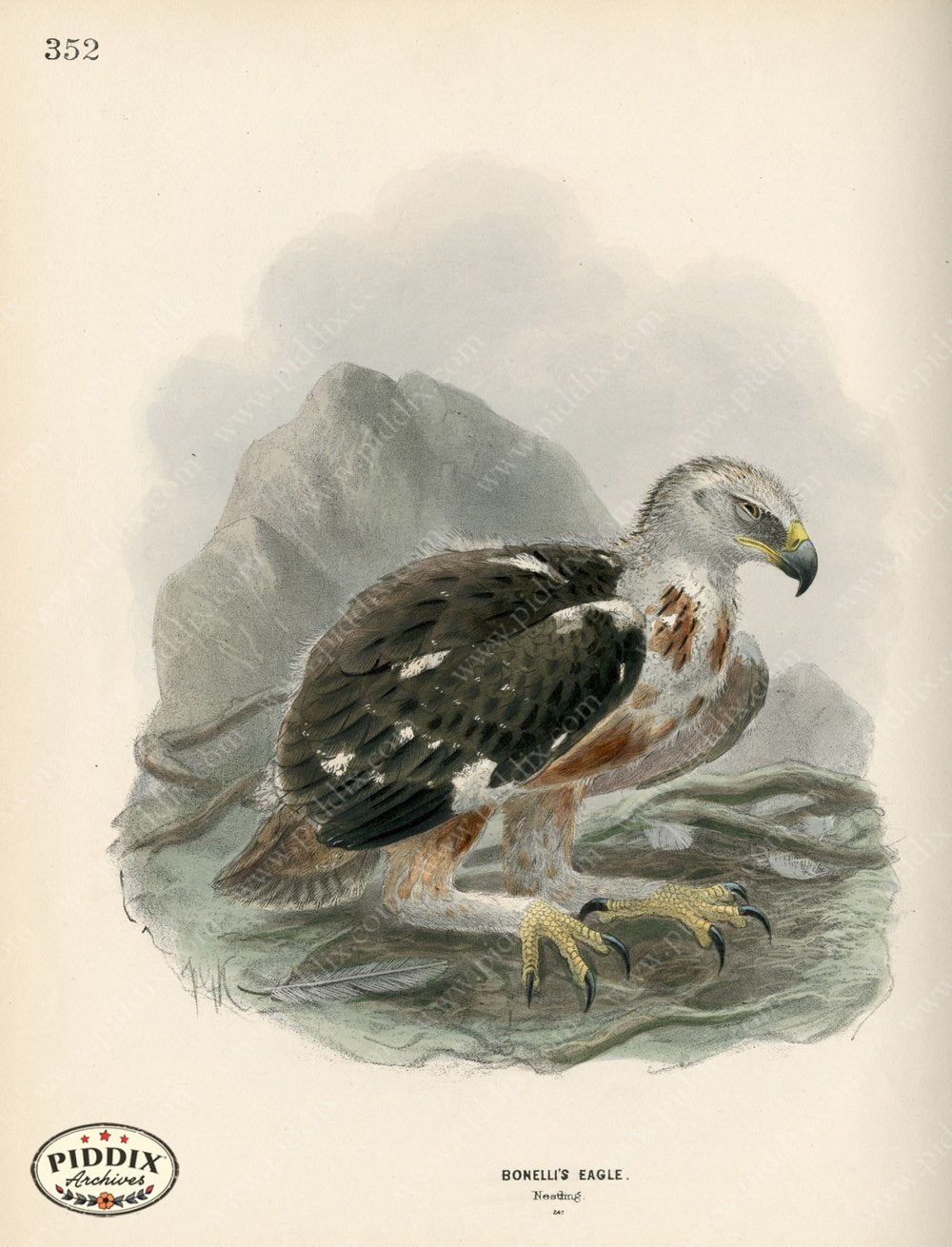 Pdxc1370 -- Birds Color Illustration