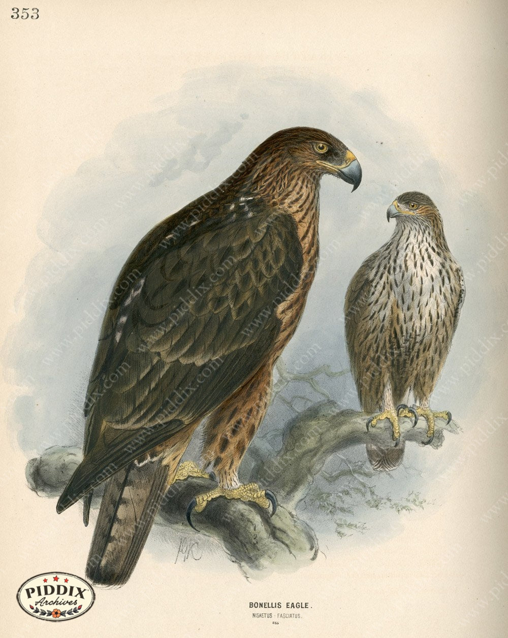 Pdxc1371 -- Birds Color Illustration