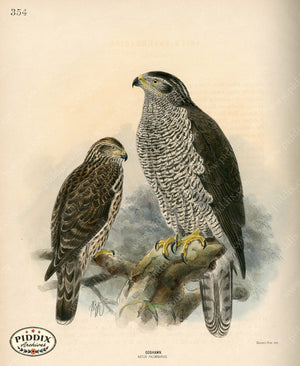 Pdxc1372 -- Birds Color Illustration