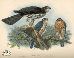 Pdxc1373 -- Birds Color Illustration