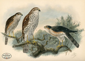 Pdxc1374 -- Birds Color Illustration