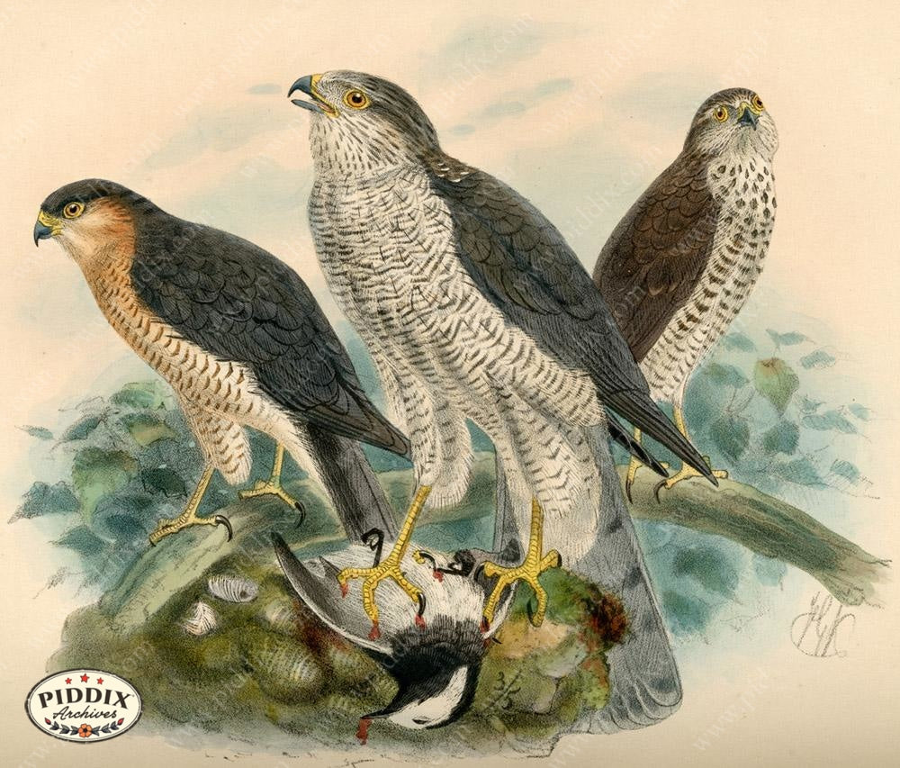 Pdxc1375 -- Birds Color Illustration