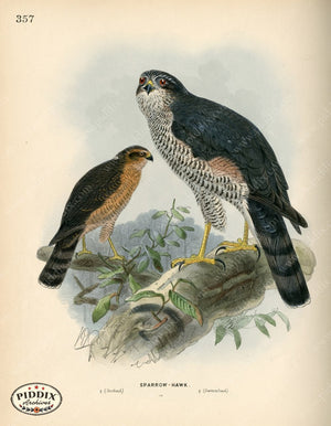 Pdxc1376 -- Birds Color Illustration