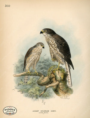 Pdxc1378 -- Birds Color Illustration