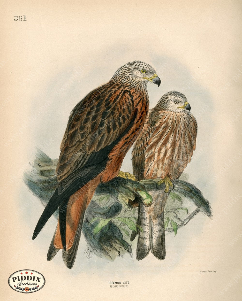 Pdxc1379 -- Birds Color Illustration