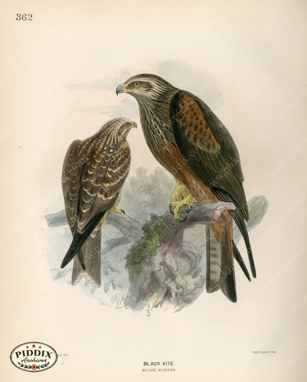 Pdxc1380 -- Birds Color Illustration