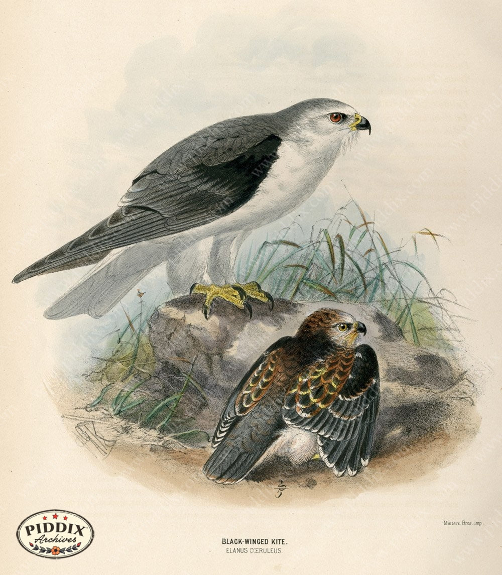 Pdxc1381 -- Birds Color Illustration