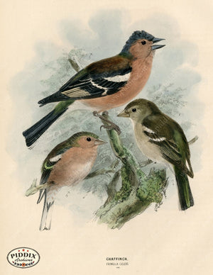 Pdxc1383 -- Birds Color Illustration