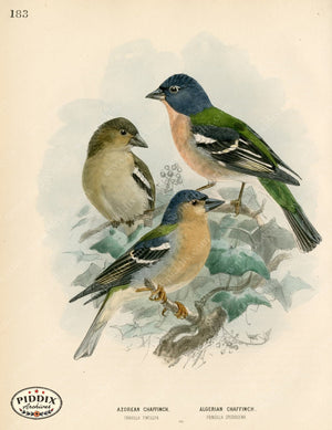 Pdxc1384 -- Birds Color Illustration