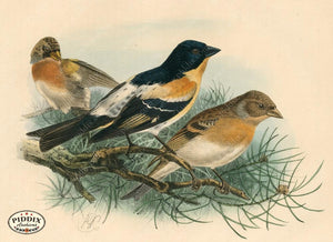 Pdxc1385 -- Birds Color Illustration