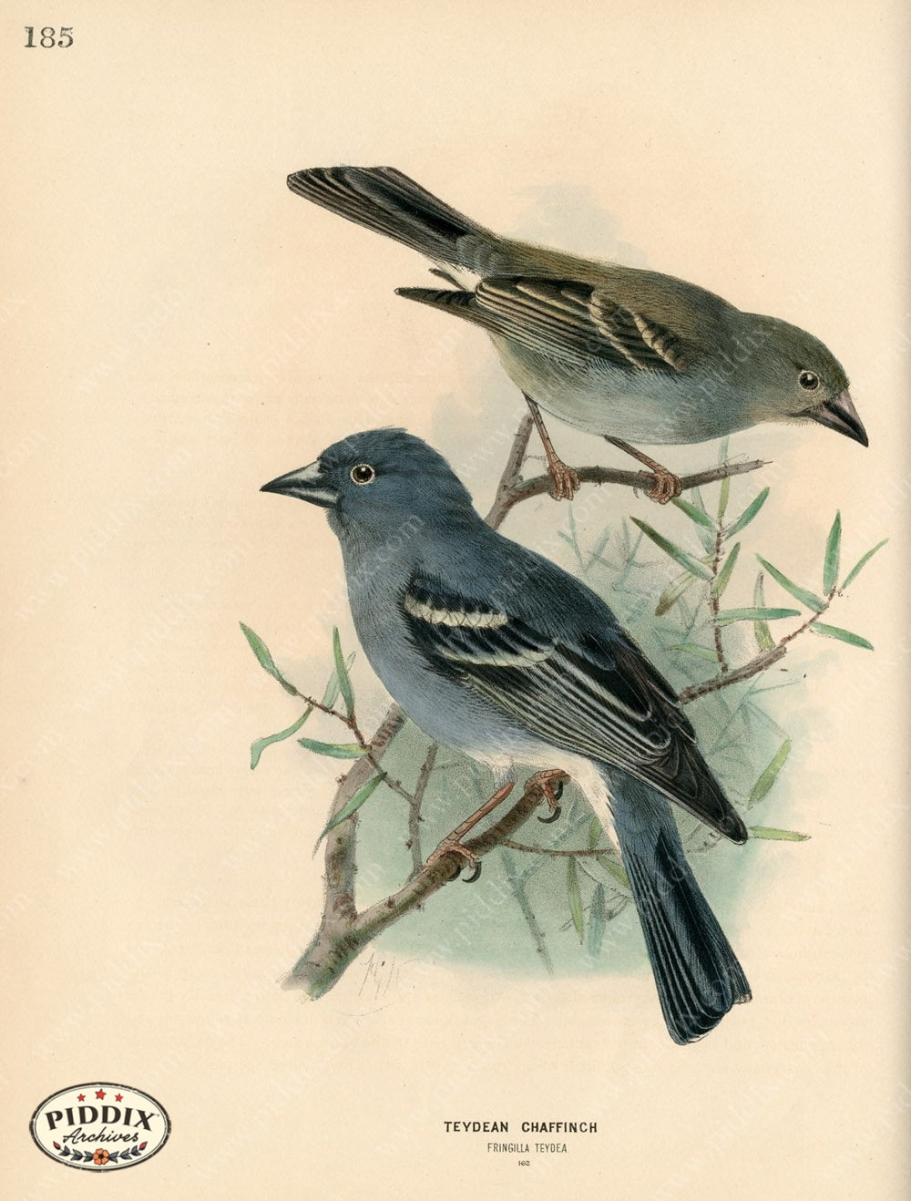 Pdxc1386 -- Birds Color Illustration