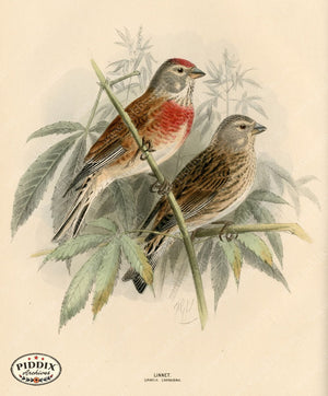 Pdxc1387 -- Birds Color Illustration