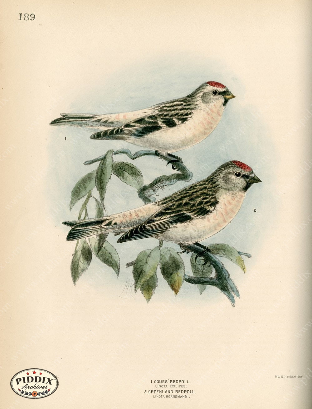 Pdxc1388 -- Birds Color Illustration