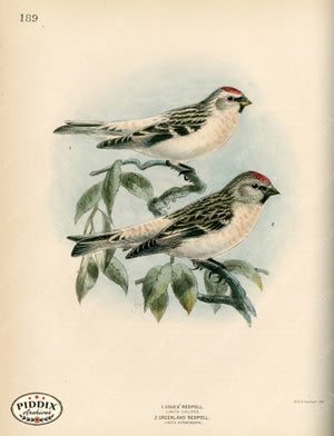 Pdxc1388 -- Birds Color Illustration