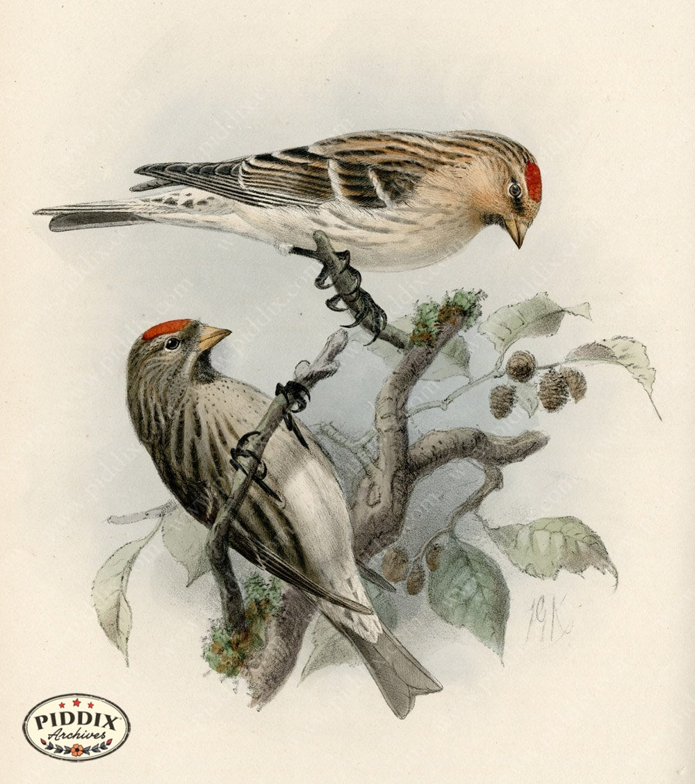 Pdxc1389 -- Birds Color Illustration