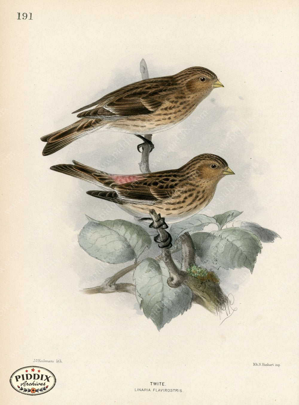Pdxc1390 -- Birds Color Illustration