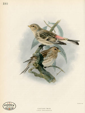 Pdxc1391 -- Birds Color Illustration