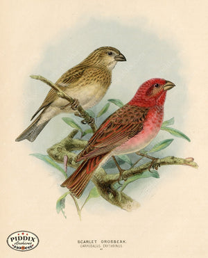Pdxc1392 -- Birds Color Illustration