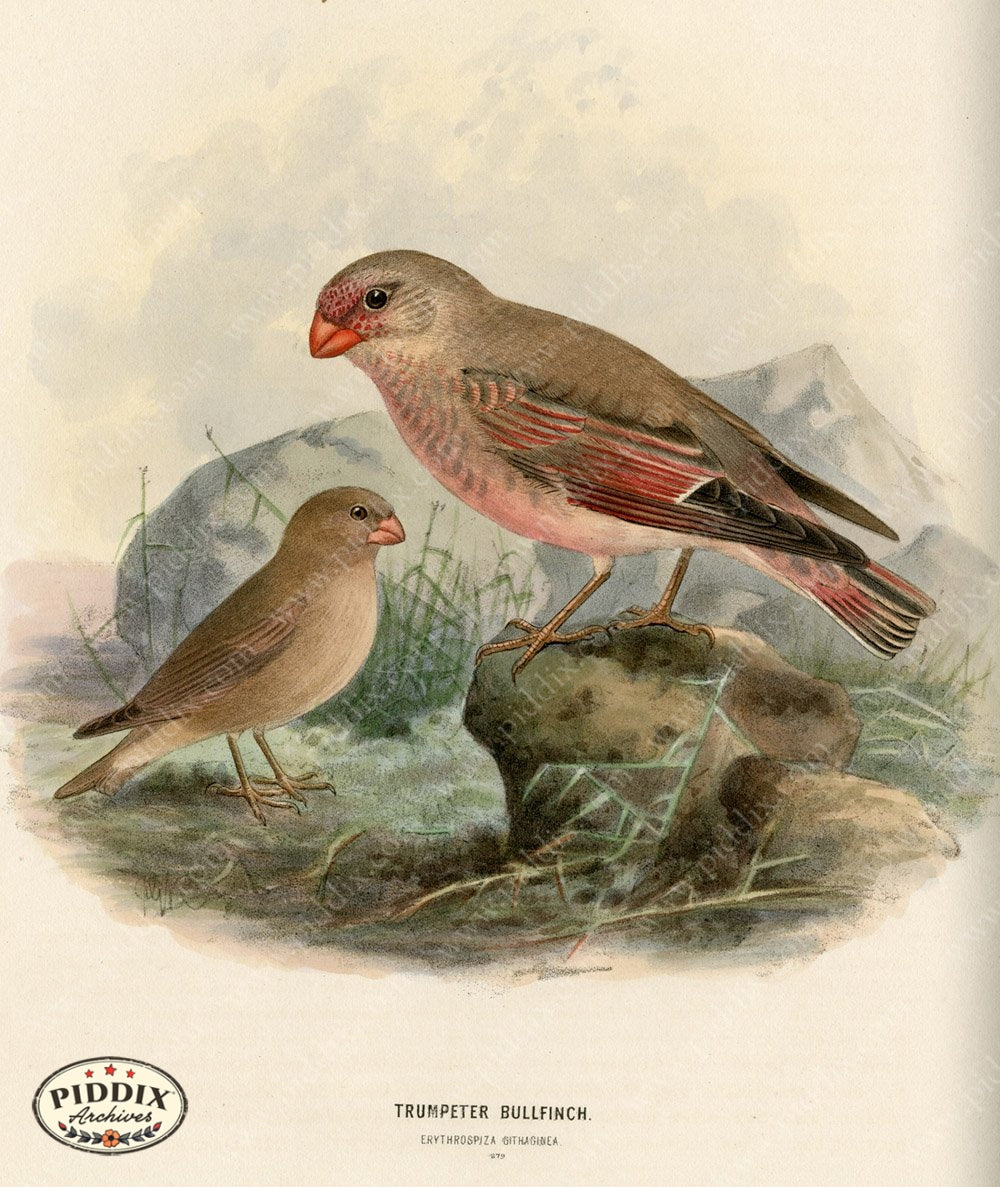 Pdxc1393 -- Birds Color Illustration