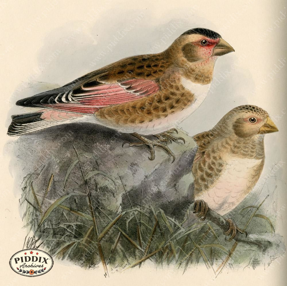 Pdxc1394 -- Birds Color Illustration