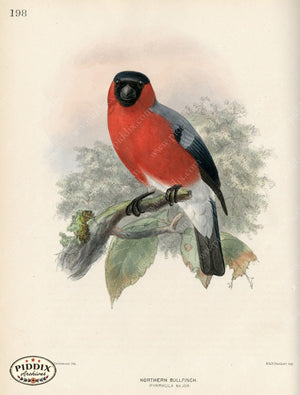 Pdxc1395 -- Birds Color Illustration